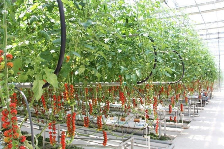 Tomato and Cucumber Greenhouse