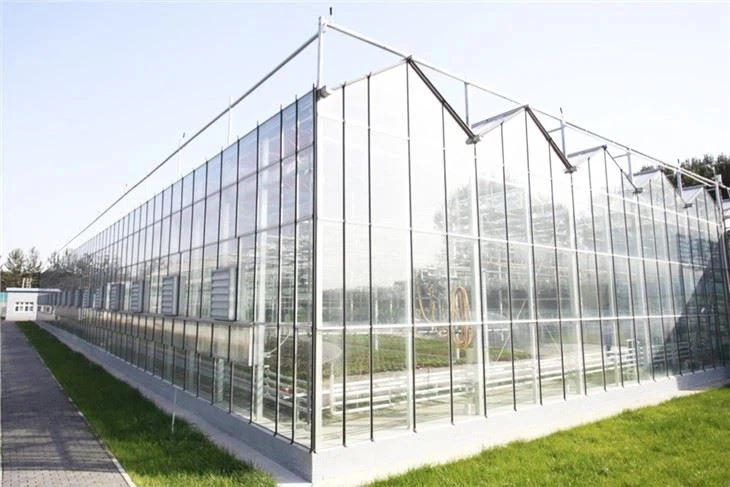 Venlo Glass Greenhouse
