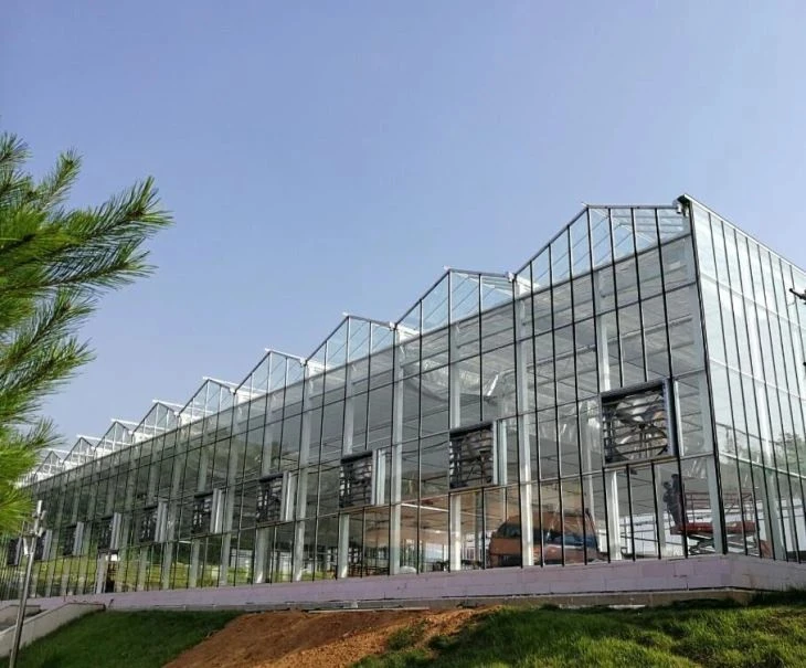 Venlo Glass Greenhouse